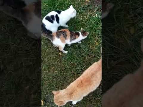 A meow massages the heart ,Cats Aamal,Najwa,Layan,LuLu,Naya,Zena, Zazu #cute #love