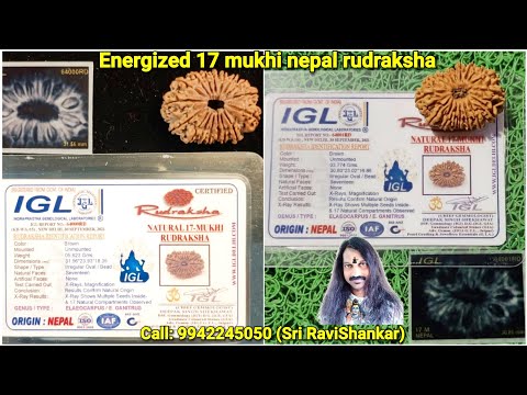 Energized 17 mukhi nepal rudraksha.