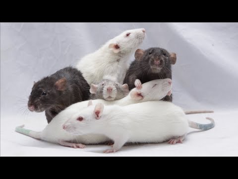 All 6 of my Rats Coming When Called!