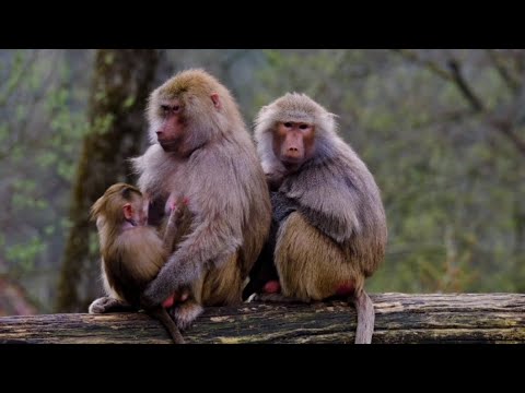 4K HDR Monkey Business - Life ofMonkeys - Animal Documentary - Fun &Relaxing Music Video - No Talk