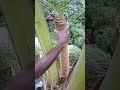 Coconut Toddy Product 6 Trendingshorts