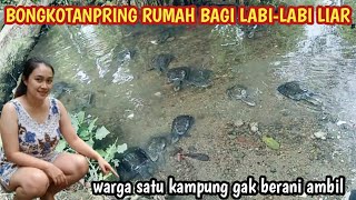 Download lagu HEBOH !! BONGKOTANPRING RUMAH BAGI LABI-LABI LIAR || warga satu kampung gak berani ambil mp3