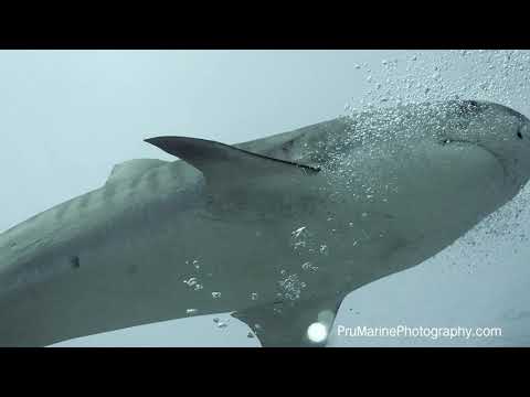 Tiger Sharks - Close Encounter - Tiputa Pass - Rangiroa -Scuba Diving