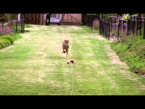 Cheetah Run - HD