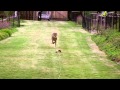 Cheetah Run - HD