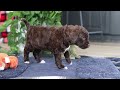 Portuguese Water Dog dogs for sale: Sonny - Video 1