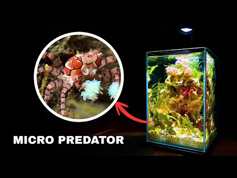 I MADE A 1.5 GALLON DESK REEF AQUARIUM FOR TINY POISONOUS CRABS