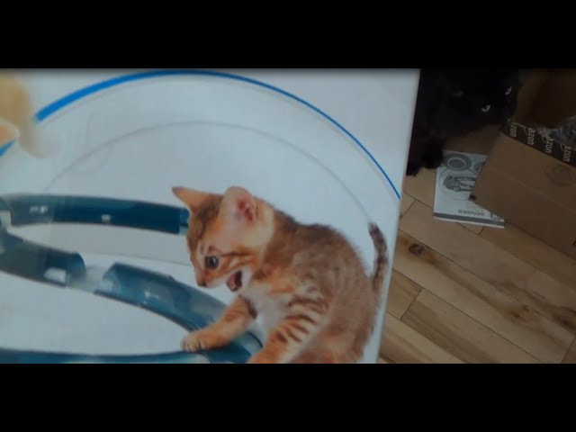 Vídeo relacionado con Papel de regalo para gatos - Gato negro - Respetuoso con el medio ambiente - 6 hojas Papel de regalo - Para mamá gato, Padre peluquero - Viene con pegatinas - Central 23