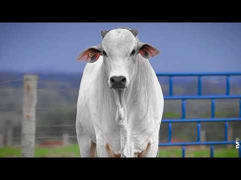TOURO NELORE - 741 FIV ACN - ACNN 741