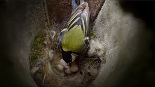 How Do Birds Incubate Their Eggs? | Attenborough