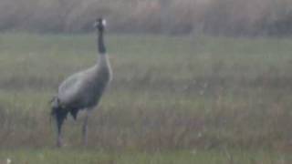 preview picture of video 'Grue cendrée Grus grus Common Crane (3)'
