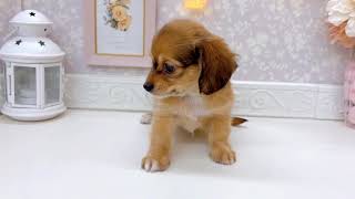 ハーフ犬の動画01