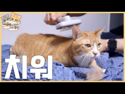 아이콘