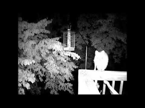 Bird Feeder Harrassment by Raccoon