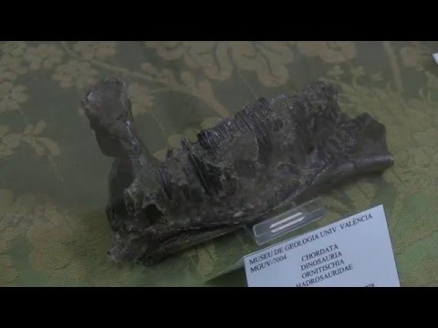 El Museu de Geologia cumple 20 anys