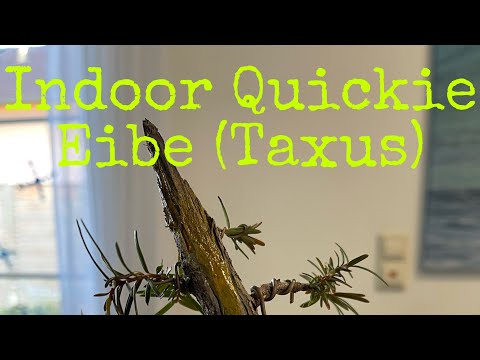 Indoor Quickie Yamadori Eibe (Taxus) Bonsai 09/22