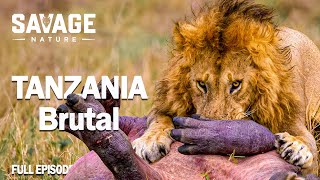 EXPLORING TANZANIA | Roof of Africa and the Fight for Survival | Animal Documentary