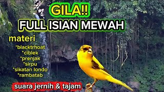 Download lagu GILA!! Masteran kenari full isian super mewah  mp3