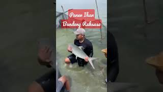Download lagu PANEN IKAN BANDENG RAKSASA #shorts #short mp3 Download lagu PANEN IKAN BANDENG RAKSASA #shorts #short mp3
