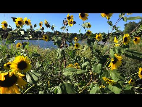 Spectacular September Sunday at Lake of the Isles, Minneapolis 4K UltraHD