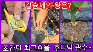 고추 칼슘제의왕? 초간단 최고효울 후다닥 관수,관주~고추재배방법,고추병충해,고추영양제,식물영양제 귀농귀촌,전…