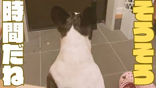 お出迎えするワンコ🐶