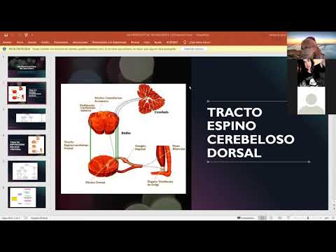 11a clase NEUROFISIOLOGÍA
