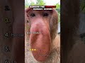 Ranking The Funniest Monkey Sounds