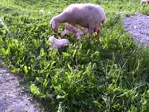 Pecora con due agnelli nati da poco