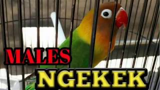 Download lagu 7 Langkah Mengatasi Lovebird Hanya Ngetik di Lomba dan Tidak Mau Ngekek mp3