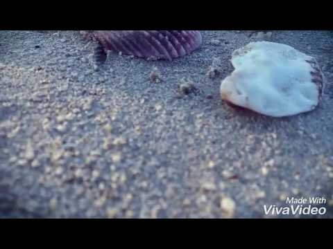 Dubai Beach video