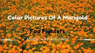 Color Pictures Of A Marigold - Foo Fighters - Acoustic Guitar Cover