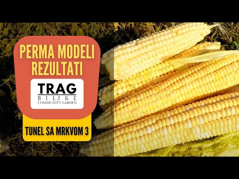 PERMA MODELS RESULTS - TUNNELS WITH CARROTS 3 CULTURE SHIFT