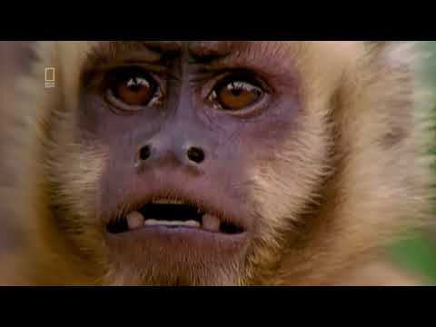 Wilde Paradiese - Manu: Perus verborgener Regenwald (National Geographic 2010) RETRO DOKU