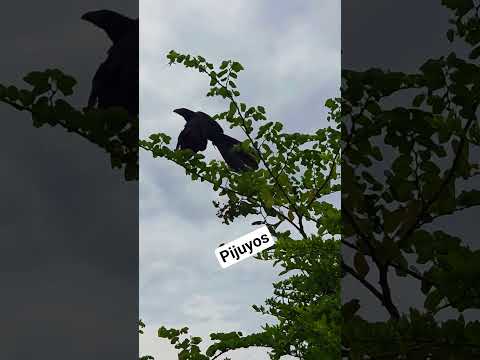 crianza de pijuyos #chalatenango #sansalvador #elsalvador