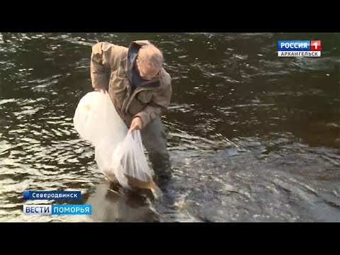 В реку Солзу под Северодвинском выпустили мальков сёмги