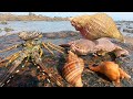 Picked Up The Rare Snails The Big Conch And The Blood Clams The Moon And The Shellfish Were Also