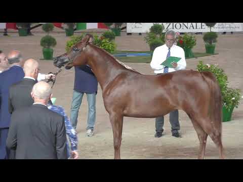 N.24 ISABELLA CHANDRA - Italian Nationals 2018 - 2 Years Old Fillies (Class 2)