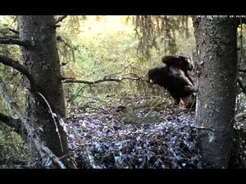 2013 08 05 20h35m37s Kai comes and goes rtsp   193 40 133 138 live konnakotkas