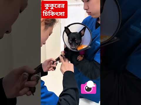 Lovely dogi #dogs #tritment #hospital #viralshorts #viralreels #viralpost