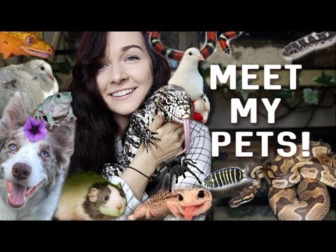 MEET ALL OF MY PETS (40+ ANIMALS) | 2019