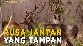 Download lagu Rusa jantan yang tampan | JELAJAH mp3 Download lagu Rusa jantan yang tampan | JELAJAH mp3