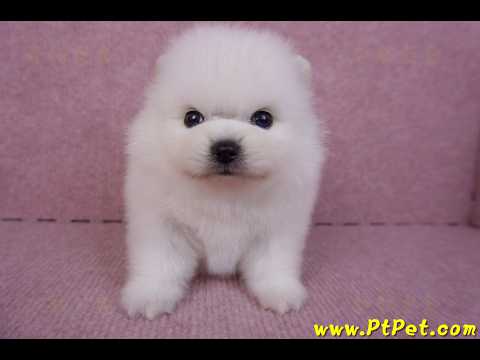 10/11松鼠白博美公幼犬1號