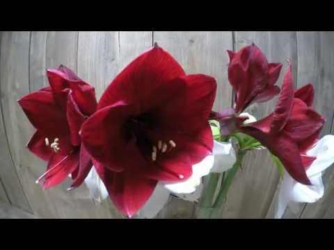 Byfod's Time Lapse Amaryllis red & white
