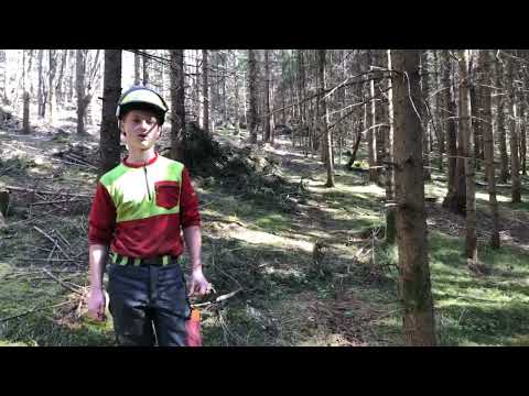 Die Waldpflege ist enorm wichtig für stabile und klimafitte Wälder