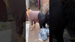 Download lagu This dog beat any thanos #funny mp3