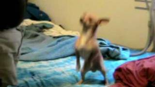 Dancing Chihuahua - Hohner Meisterklasse Key of C