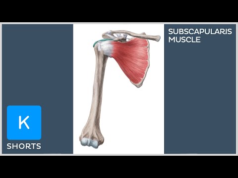 Subscapularis muscle in less than 1 minute - Kenhub #shorts