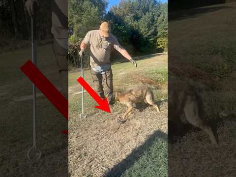 Охотник спас волка угодившего в капкан 🐺