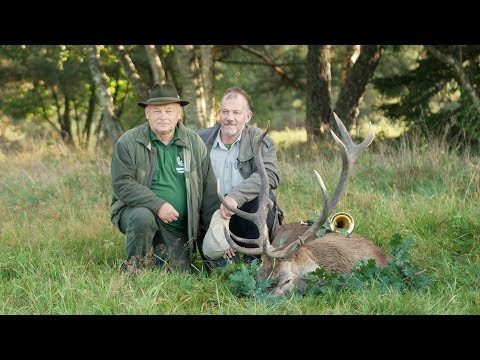 Jagdvideo Brunft Pommern - 3 Hirsche liegen auf der Strecke!